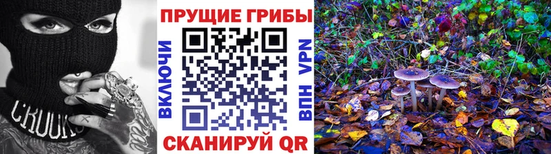 Псилоцибиновые грибы Psilocybine cubensis Каргат